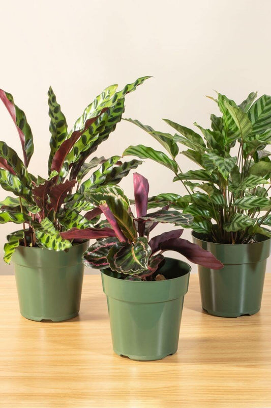 Caring for you Calathea Prayer Plant | Pet Friendly Indoor Favorite