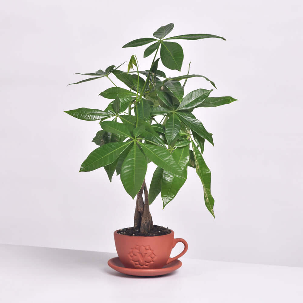 how to care for the money tree plant