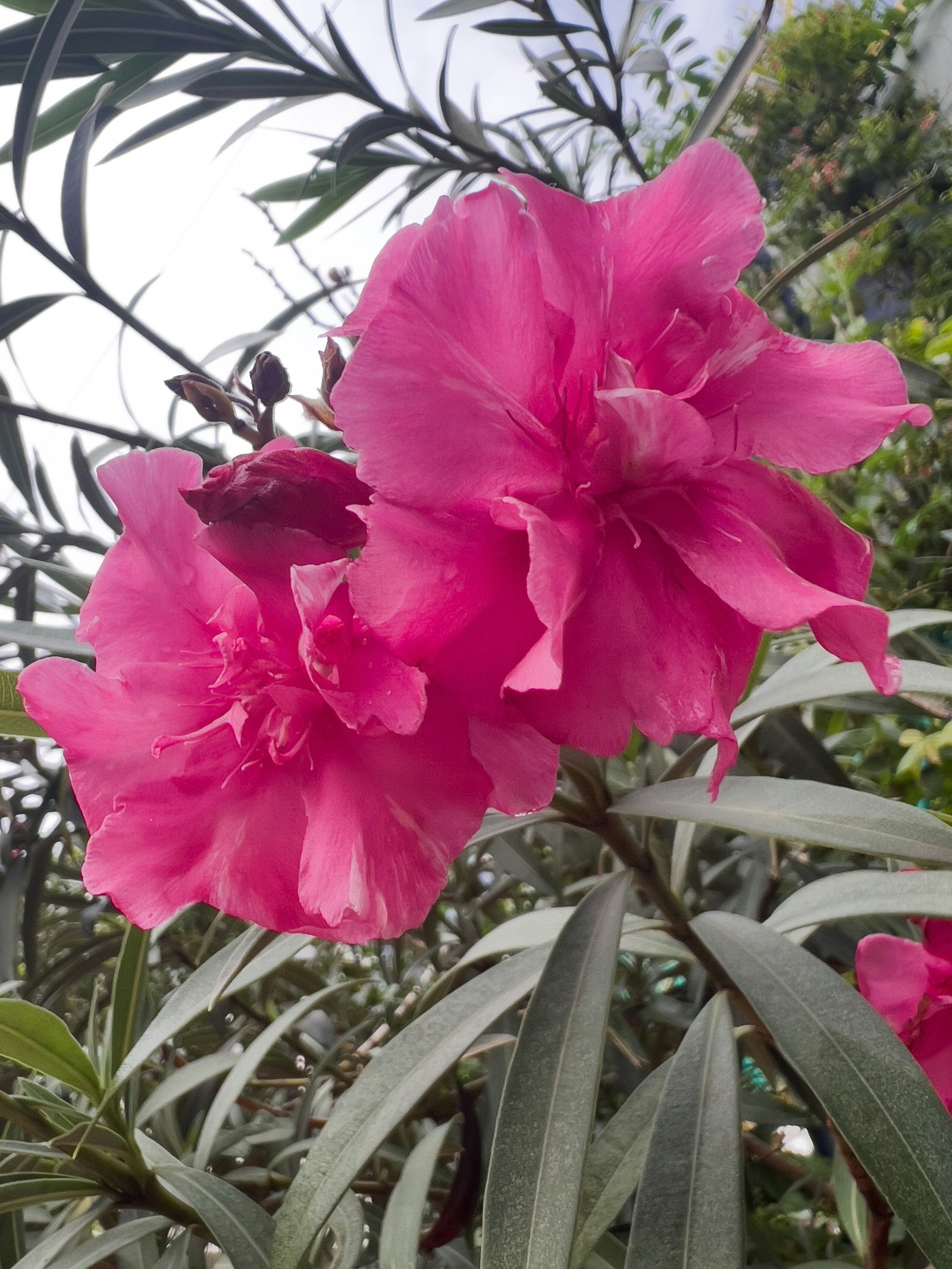 Pretty in Pink: Underrated Pink Plants to Discover