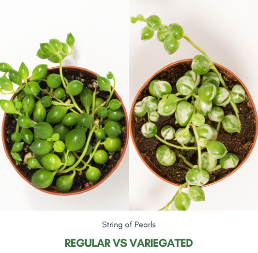 String of Pearls (Regular vs Variegated) | Your Care Guide to Growing this Trailing Succulent.