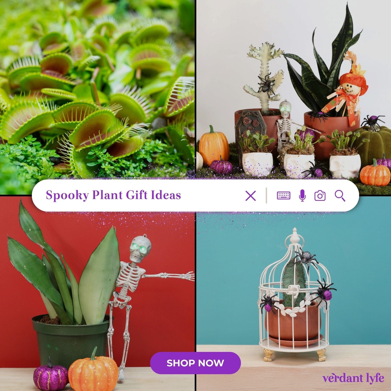 Spooky Plant Gift Ideas for the Fall Season