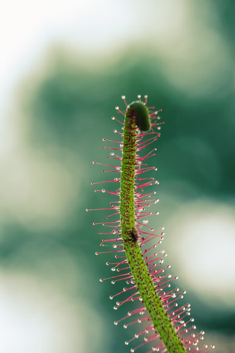 A sundew carnivorous houseplant showing its beauty