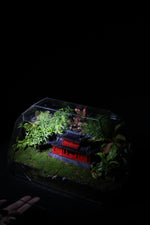 Unlocking the Secrets of Thriving Terrariums: A Beginner's Guide to DIY Ecosystems