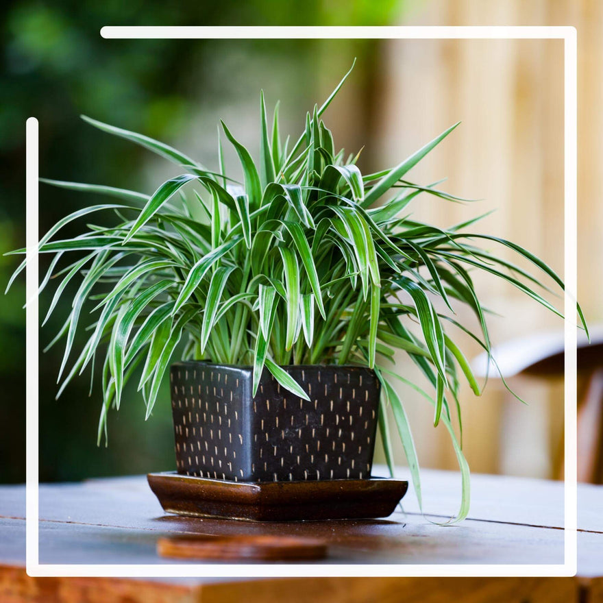 Air-Purifying Plants