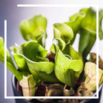 Sarracenia Carnivorous North American Pitcher Plants