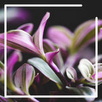 Pink Plants - A Colorful Houseplant Assortment