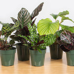 Group of Calathea plants all together