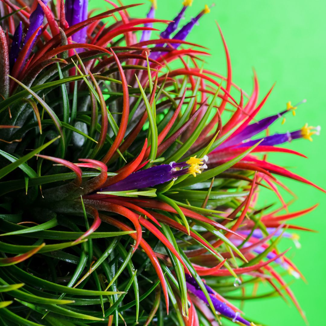 Air Plants