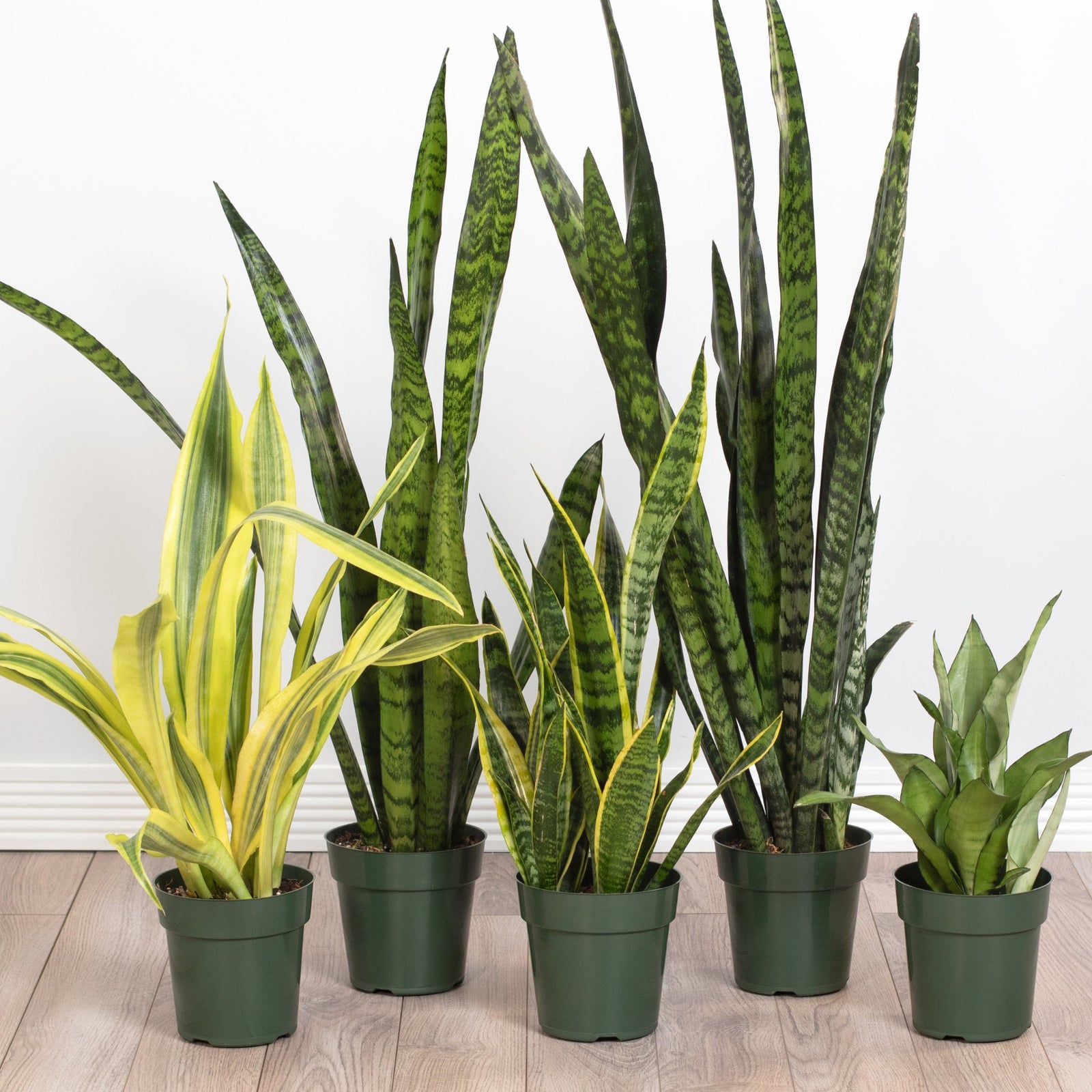 Group of Snake Plants Together