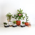 Bonsai Trees