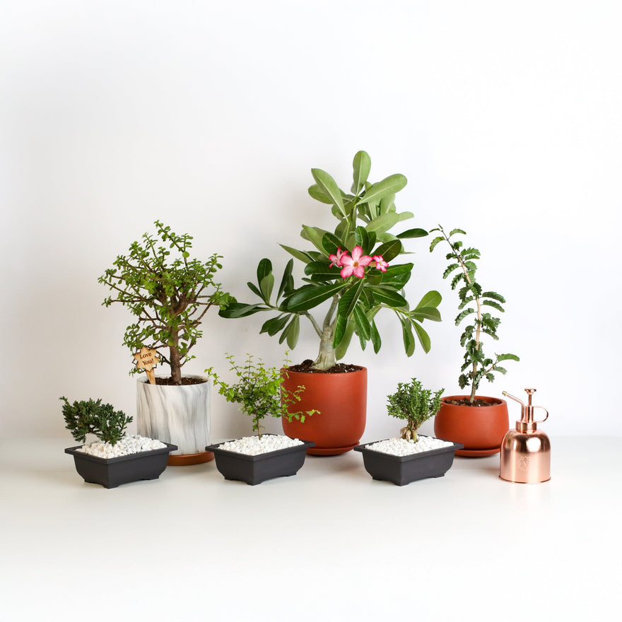 Bonsai Trees