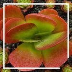 Drought Tolerant and Low Water Plants