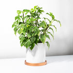 Selene 6-Inch Marble White Planter Pot