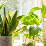 Pothos and Snake Plant