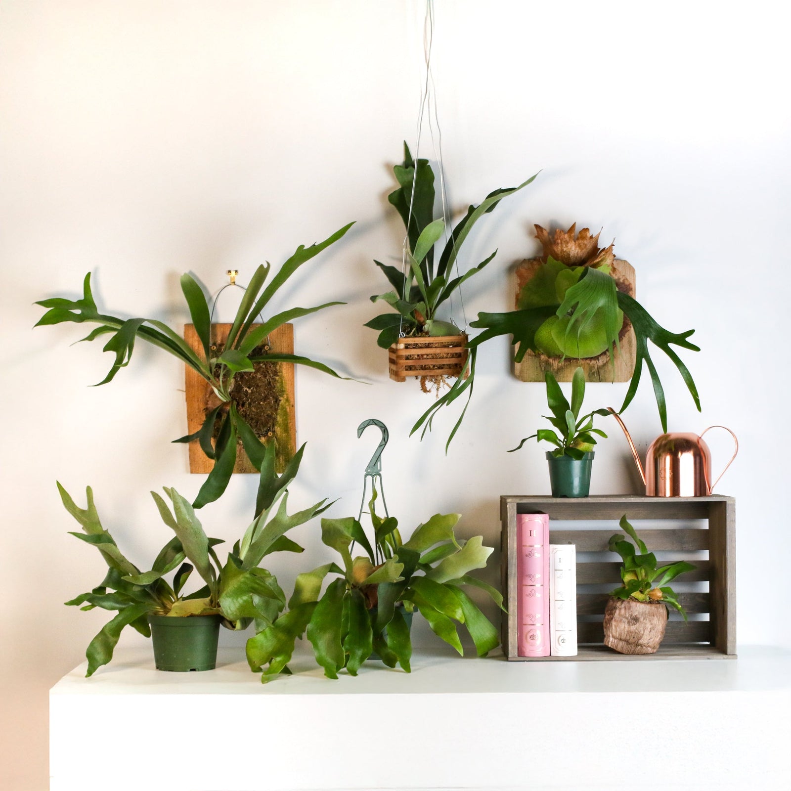 Staghorn Ferns