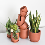 Collection of Terracotta Pots and Snake Plants