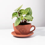 Watermelon Peperomia in Lyfe Teacup planter