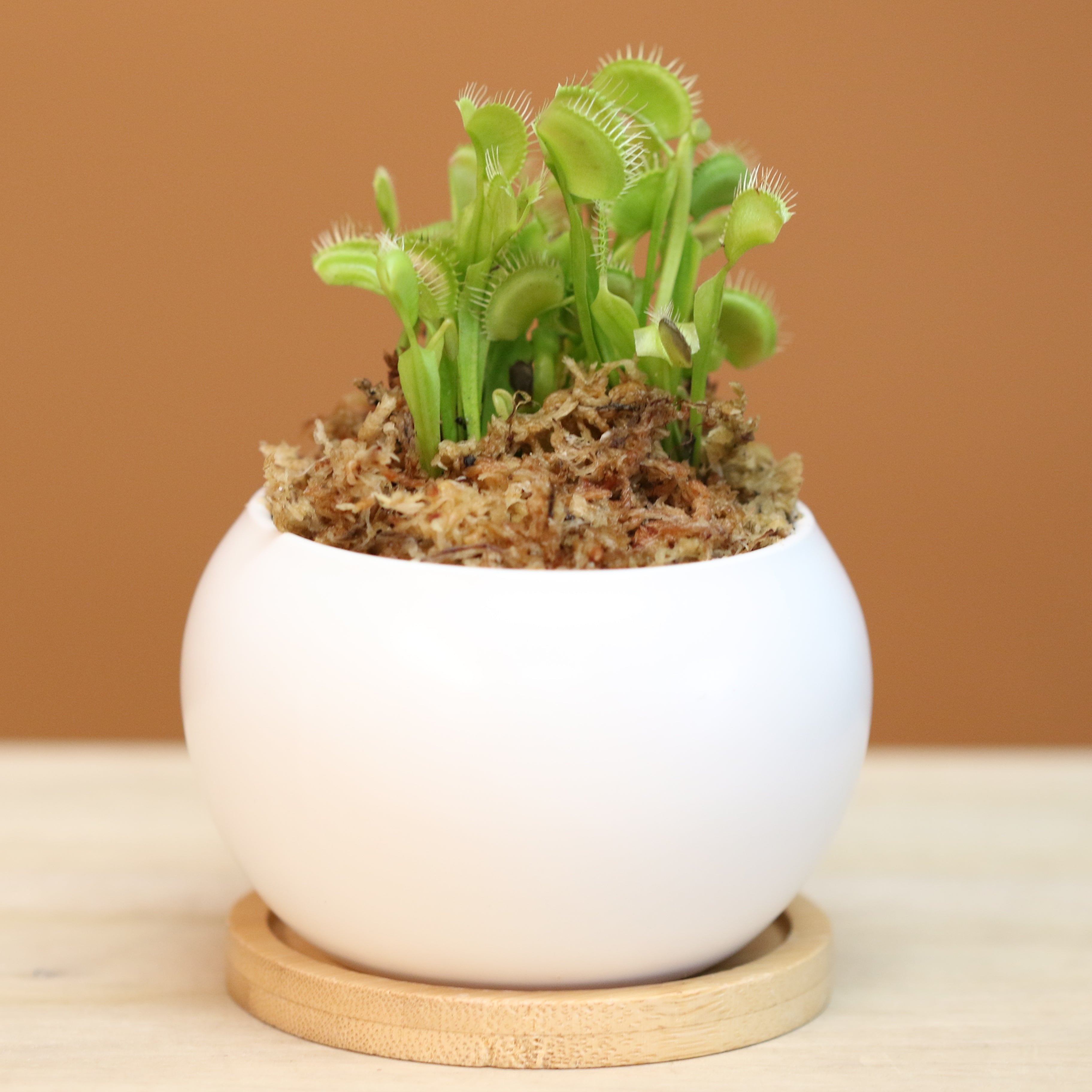 Green Venus Flytrap Carnivorous Plant