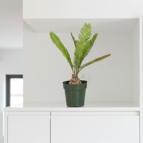 Dioon Mexican Fern Rare Palm