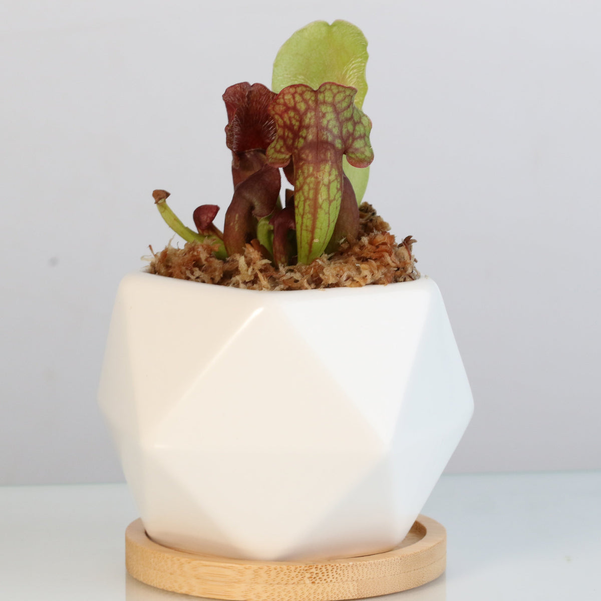 Sarracenia Purpurea &#39;Venosa Red&#39; Carnivorous Plant