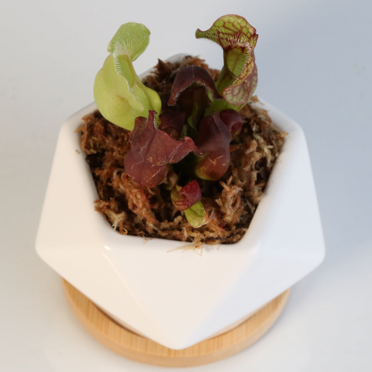 Sarracenia Purpurea &#39;Venosa Red&#39; Carnivorous Plant