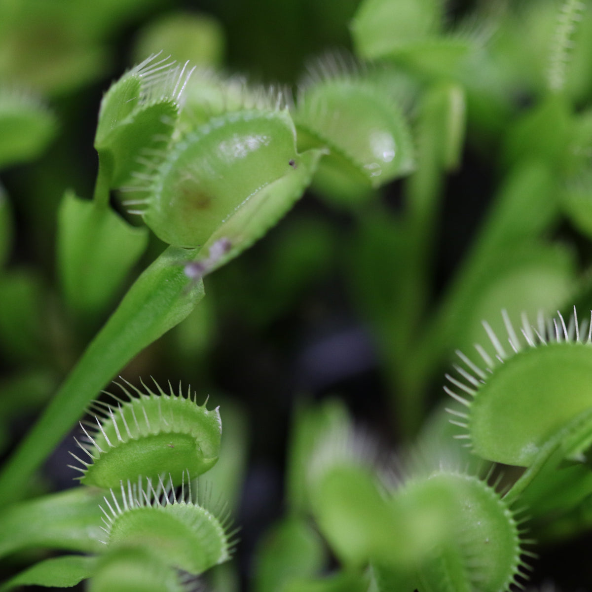 Green Venus Fly Trap 