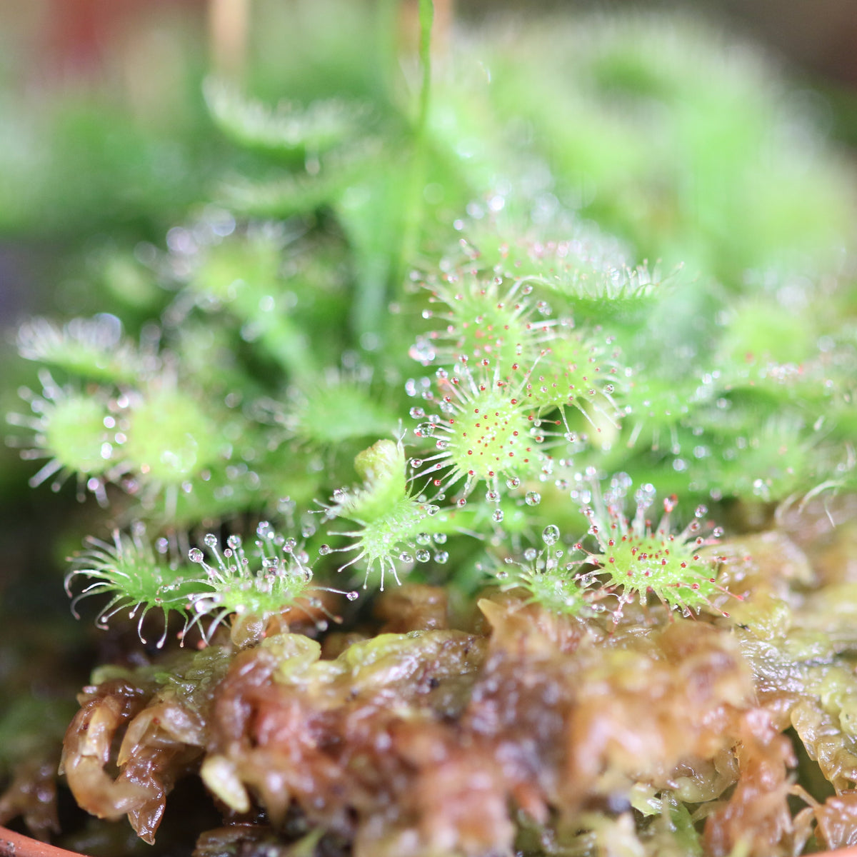 Pink Sundew Drosera capillaris Carnivorous Plant
