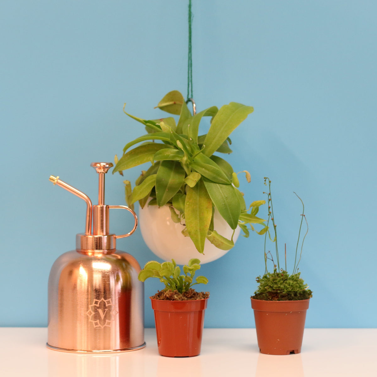 Carnivorous Plant Bundle
