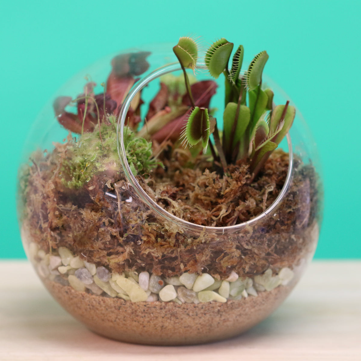 Terrarium Workshop - Thursday, TBD, 2026 at 6:00 pm
