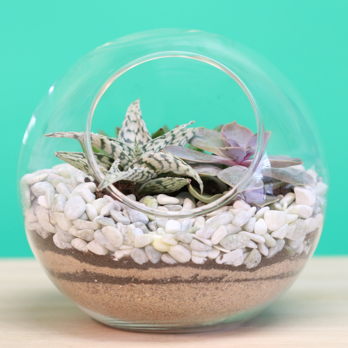 Terrarium Workshop - Thursday, TBD, 2026 at 6:00 pm