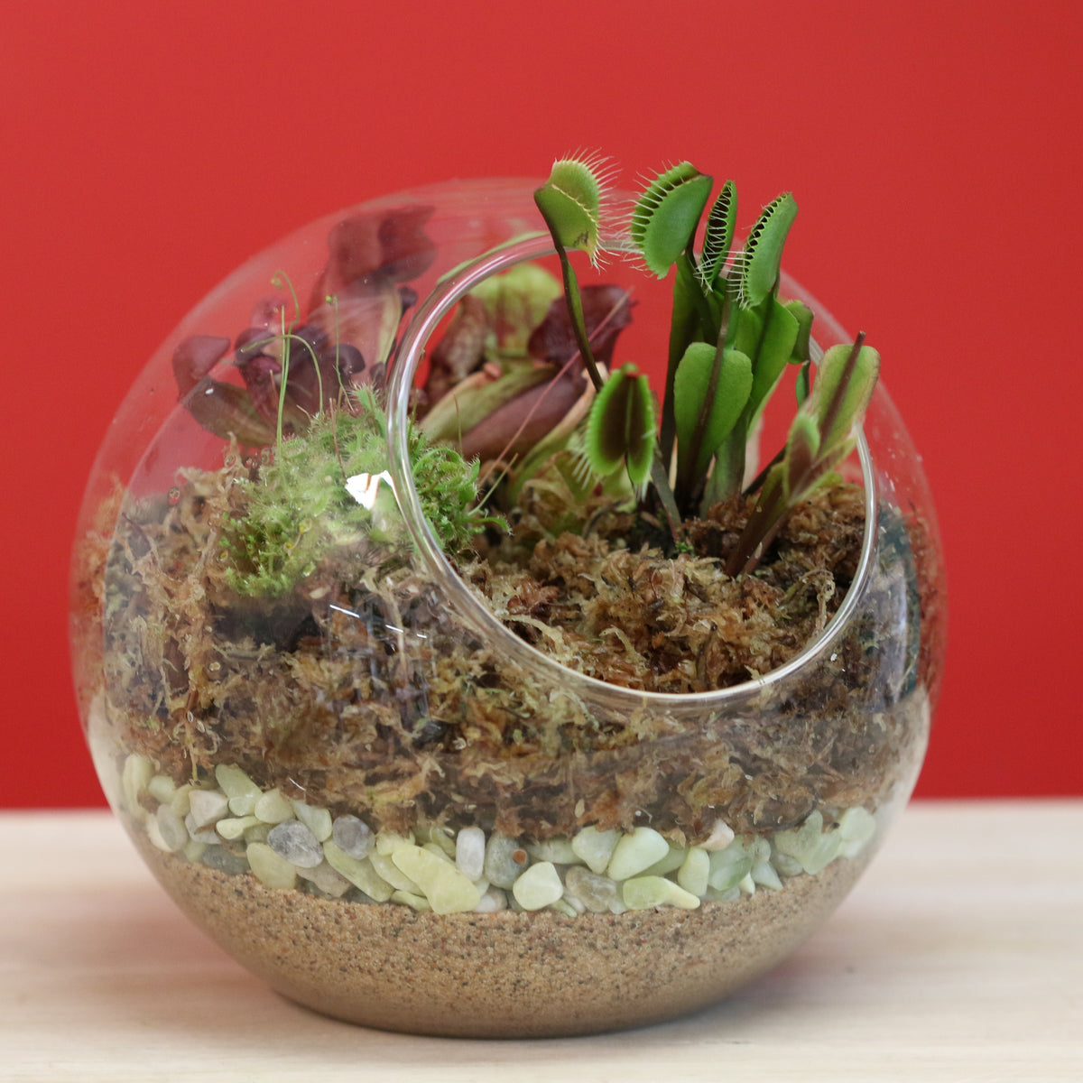 Terrarium Workshop - Thursday, TBD, 2026 at 6:00 pm