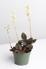 Jewel Orchid Ludisia discolor Terrarium Plant