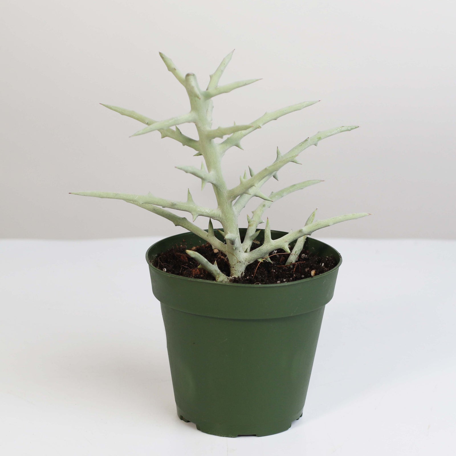 Silver Thicket African Succulent