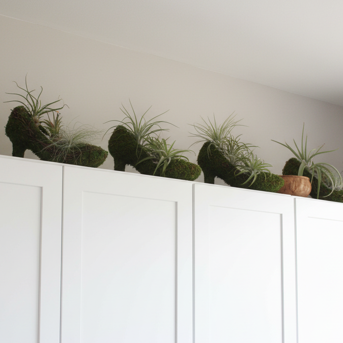 Stiletto Moss Planter Kit - DIY