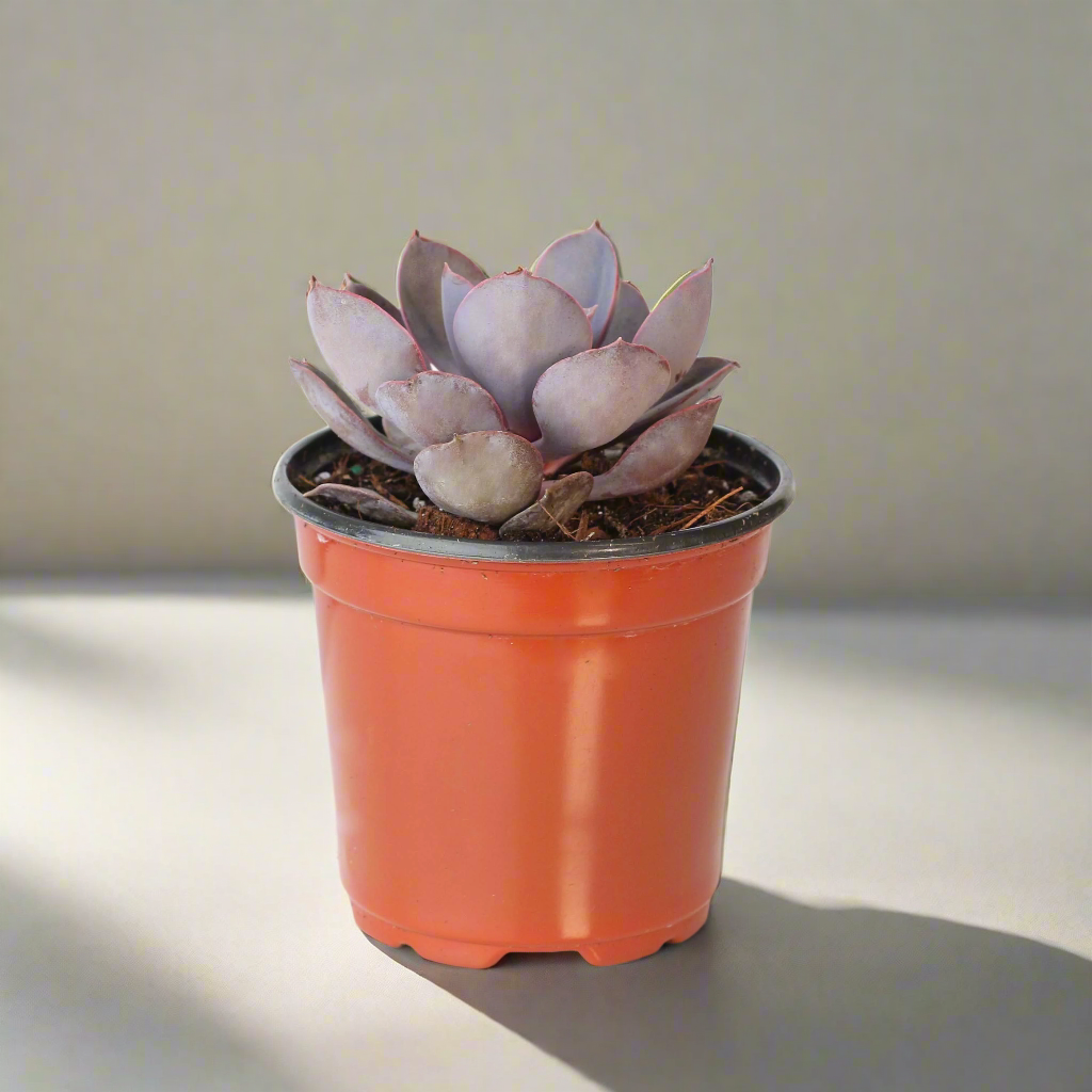 Growers Choice Mystery Succulent 4&quot; Nursery