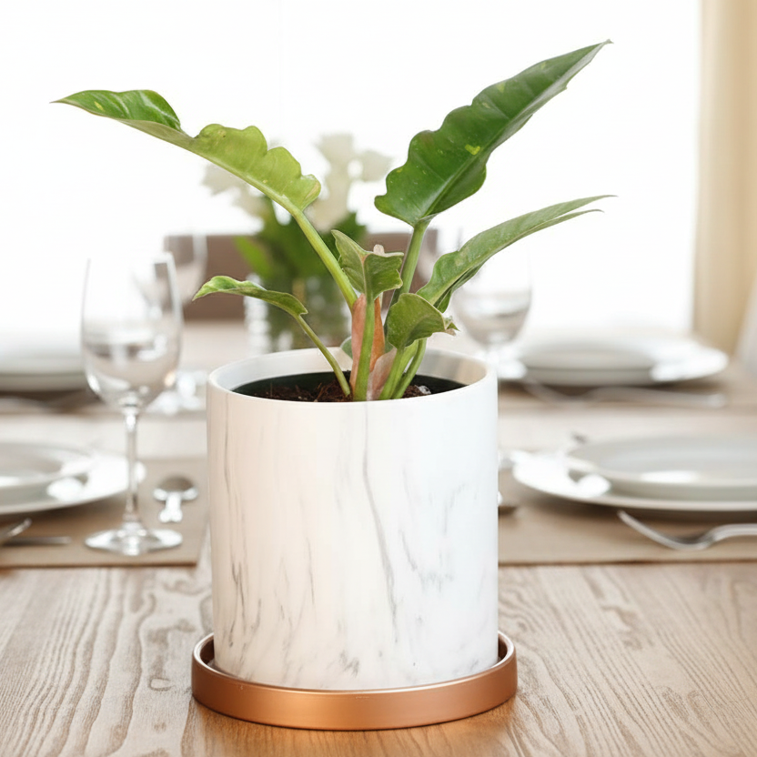 Philodendron 'Ring of Fire'