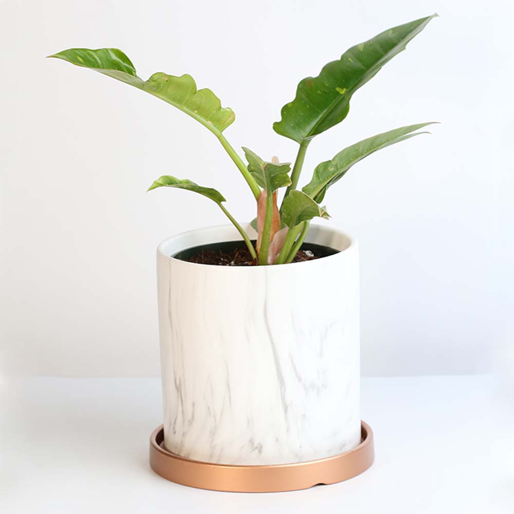 Philodendron 'Ring of Fire'