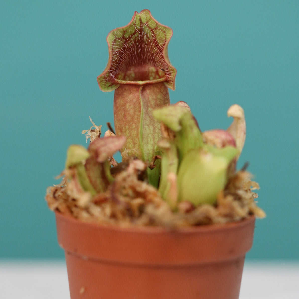 Sarracenia Purpurea &#39;Venosa Red&#39; Carnivorous Plant