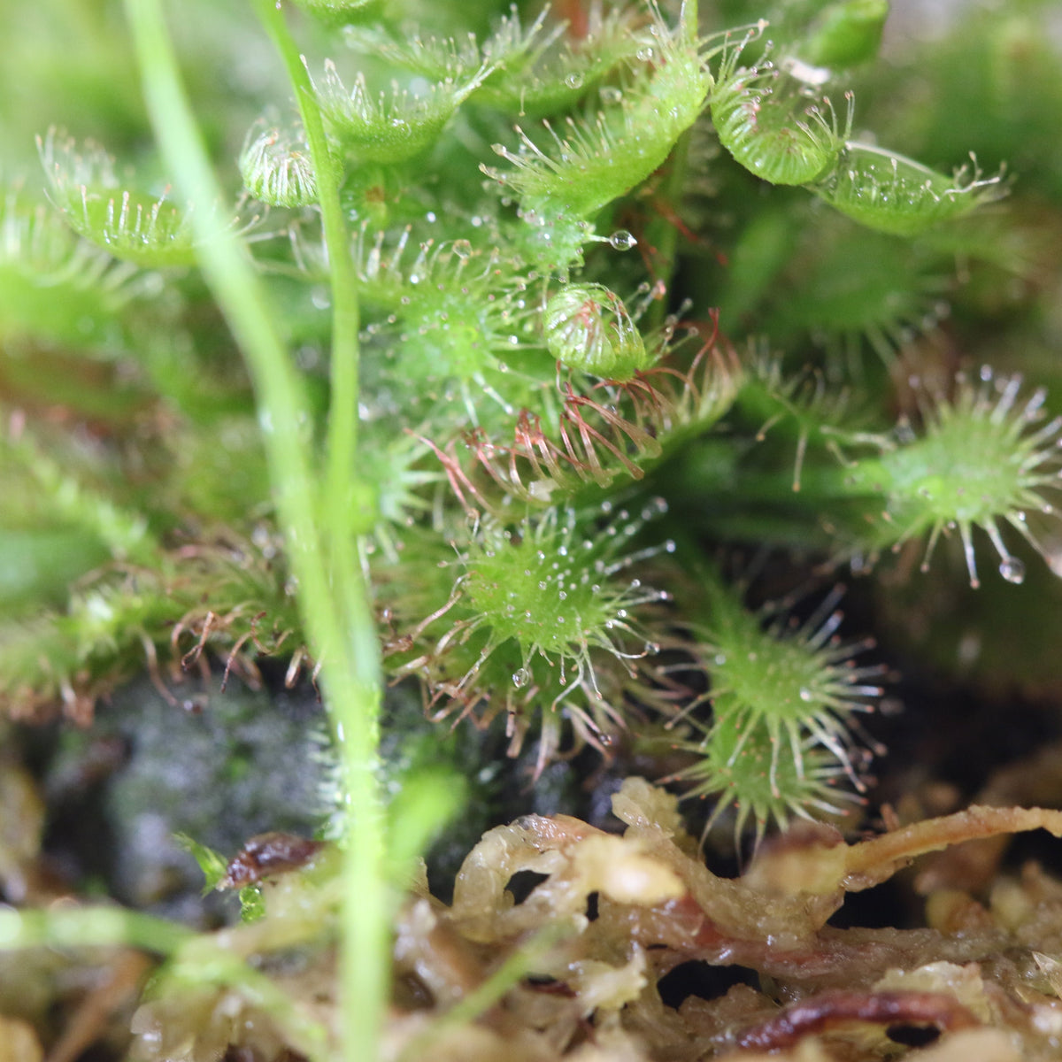 Pink Sundew Drosera capillaris Carnivorous Plant
