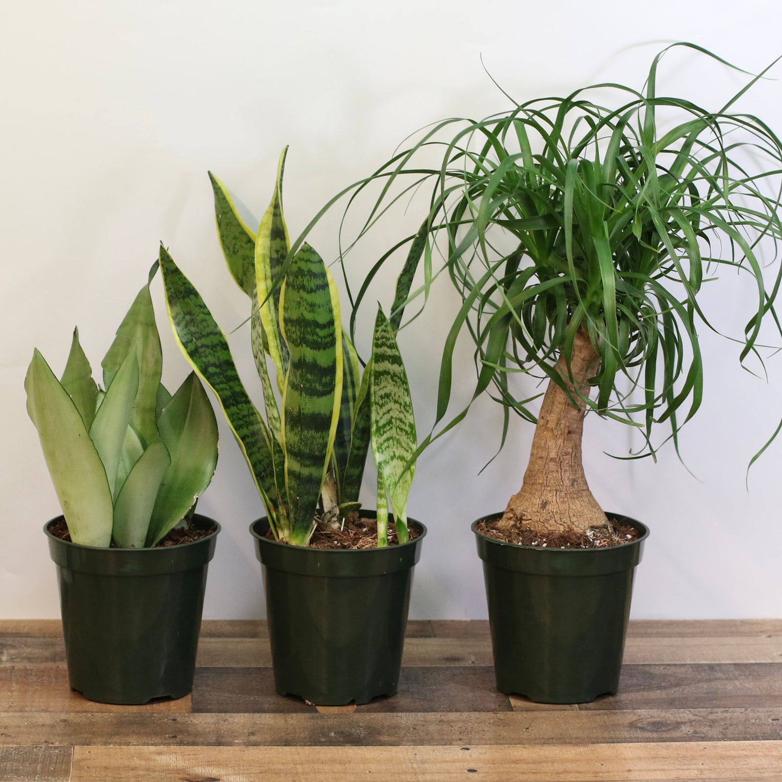 Easy Care Plants
