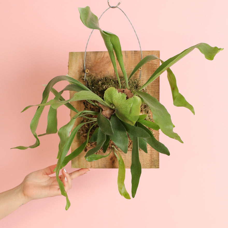 12" Wall Mounted Staghorn Fern