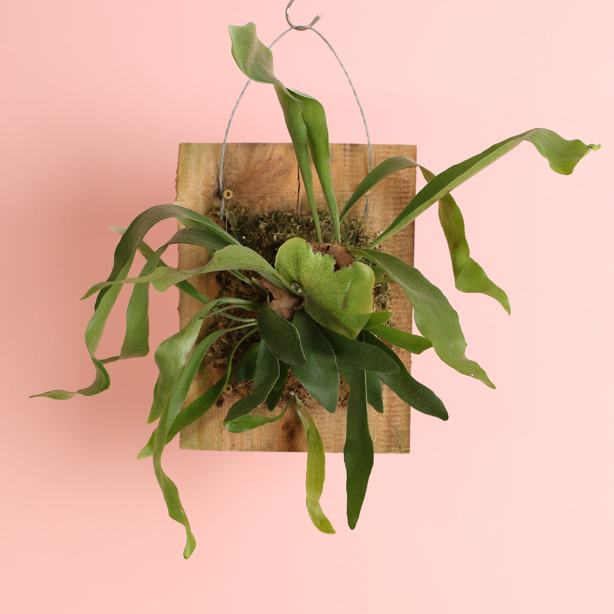 12" Wall Mount of Staghorn Fern hanging on wall. 
