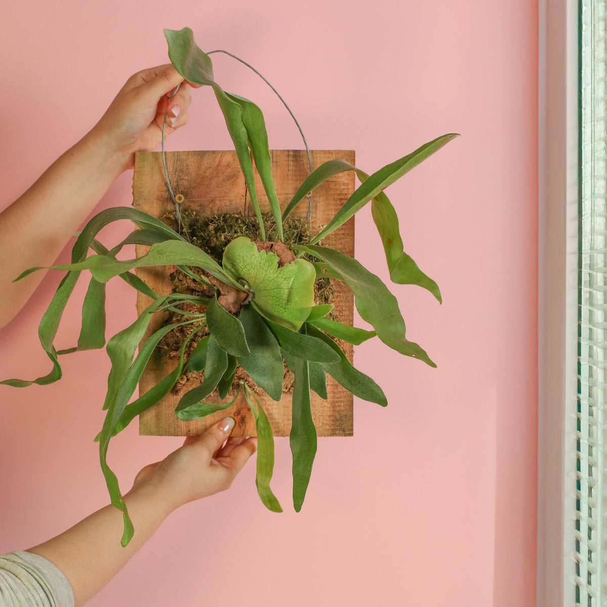 12" Wall Mount of Staghorn Fern in hand. 