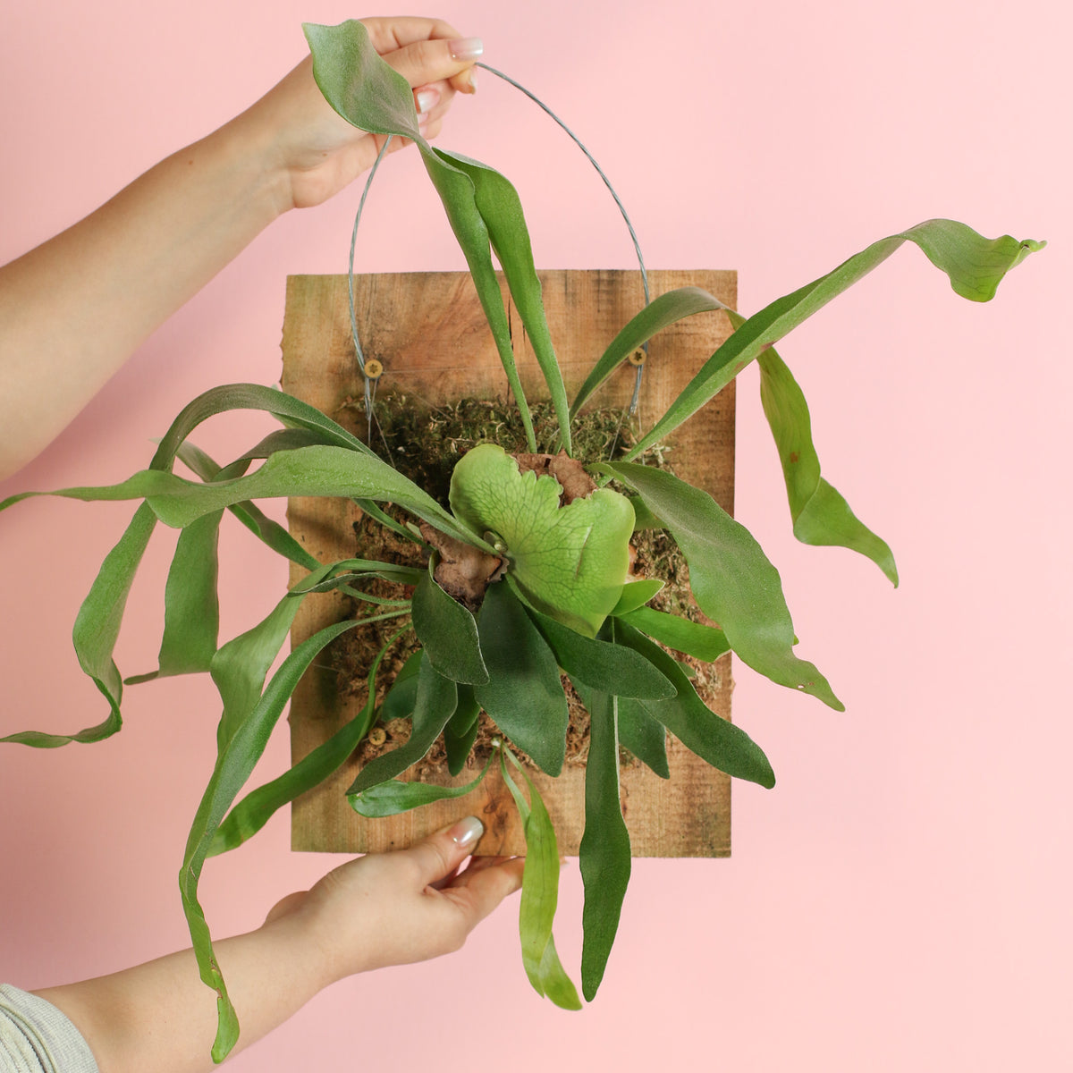 12" Wall Mount of Staghorn Fern in hand. 