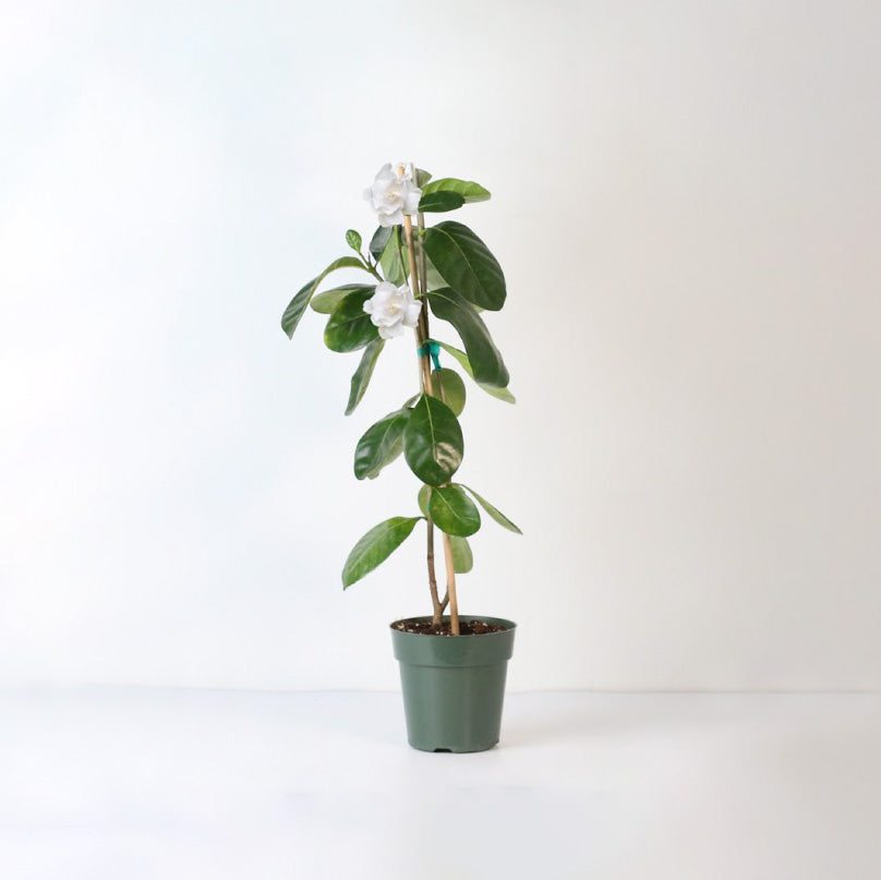 Gardenia Taitensis &#39;Double&#39; - Double Tahitian Fragrant Flowering Bush Plant
