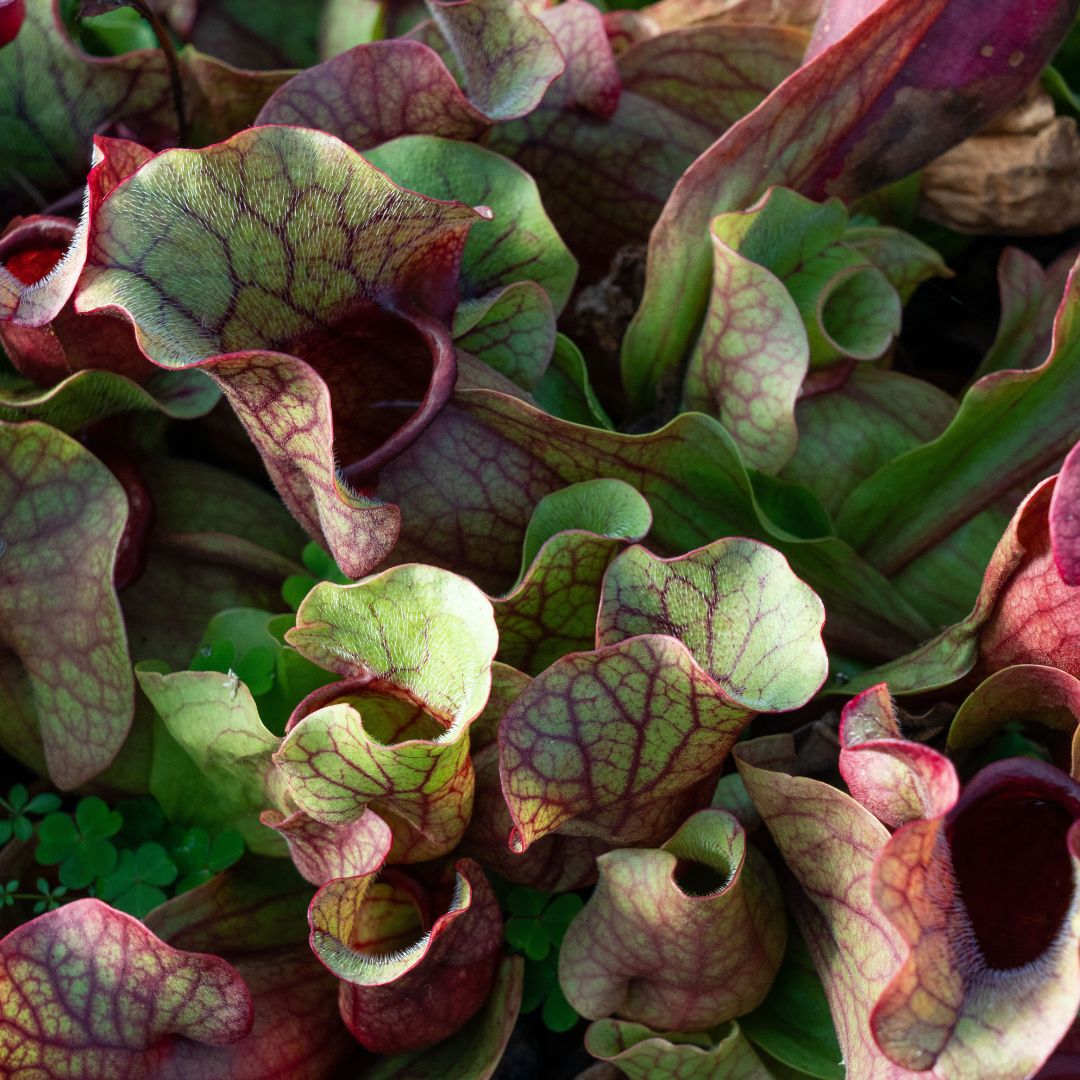 Sarracenia Purpurea 'Venosa Red' Carnivorous Plant