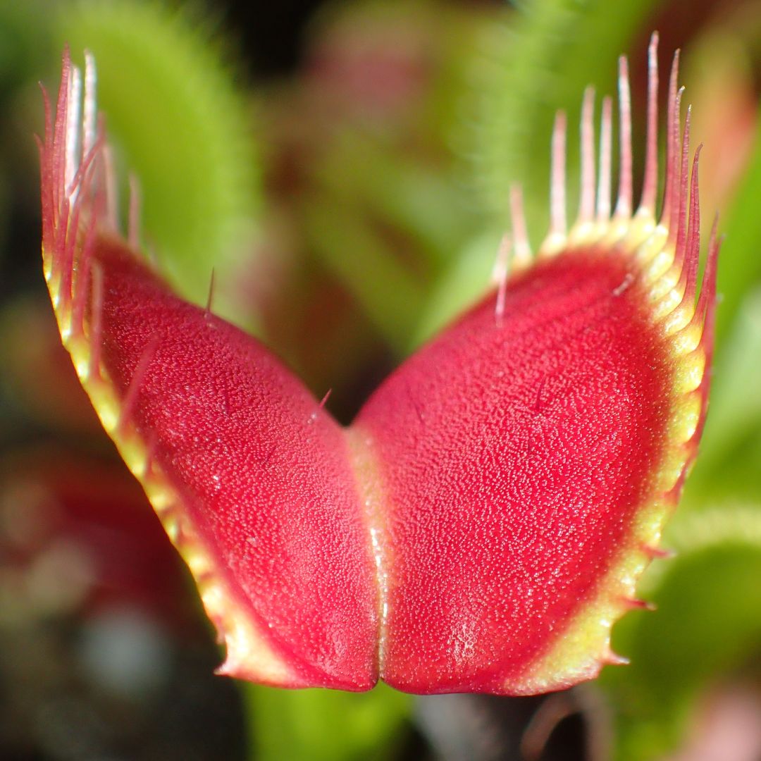 Red Venus Flytrap Carnivorous