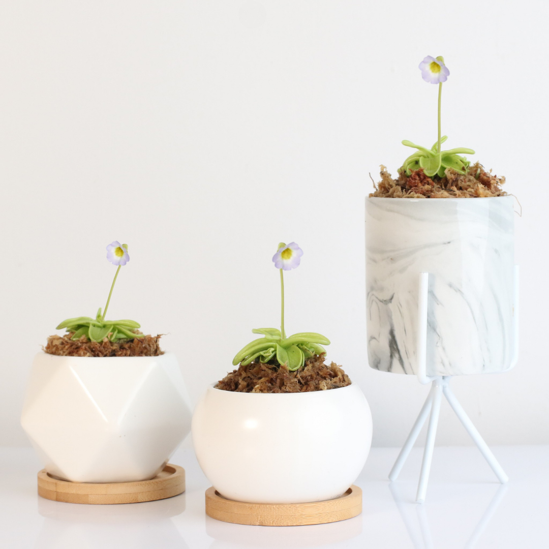 Pinguicula Butterwort