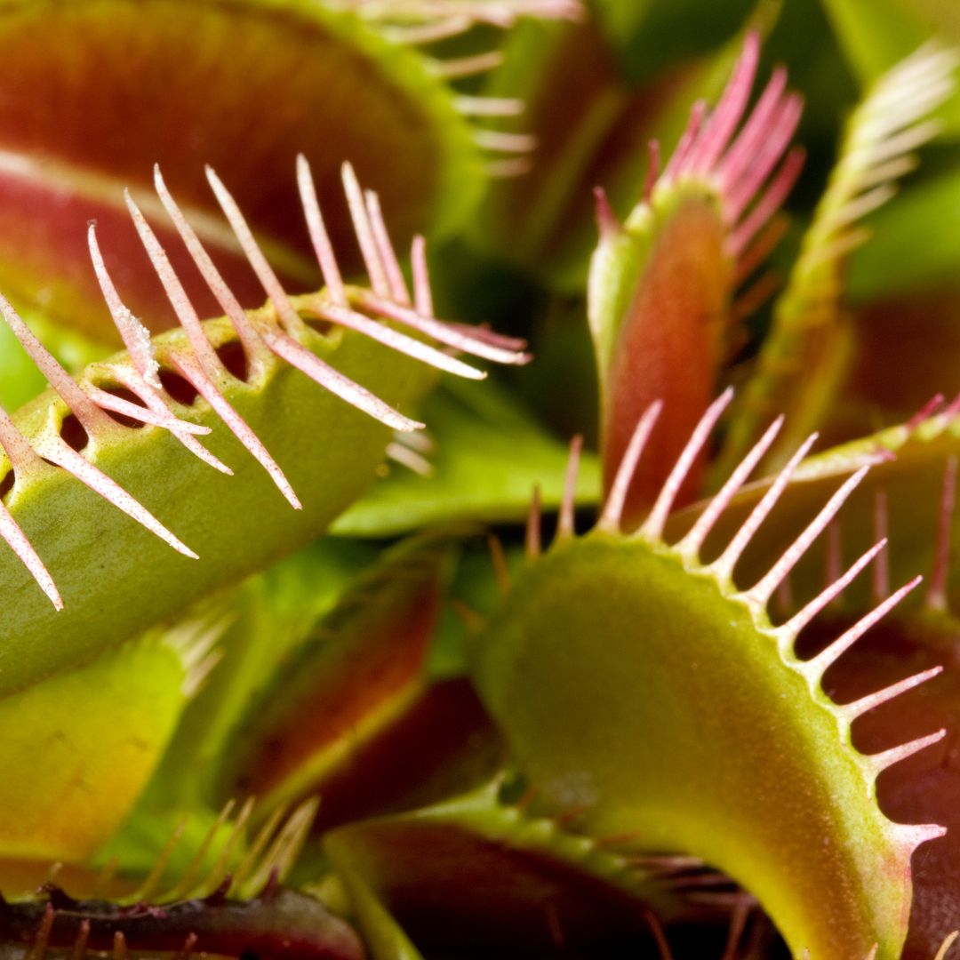 Red Venus Flytrap Carnivorous