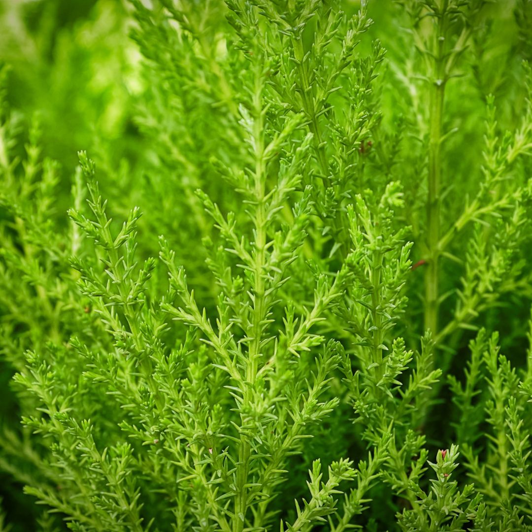 Close up of foliage Lemon Cypress ‘Goldcrest Wilma’